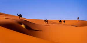 Western Sahara